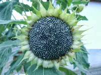 CIMG1039.webp
