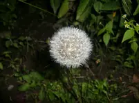 CIMG1038.webp