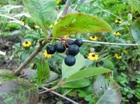 CIMG0999.webp