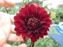 CIMG0977.webp