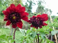 CIMG0978.webp