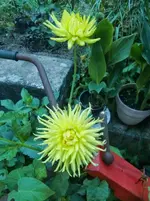 CIMG1054.webp