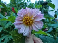 CIMG1051.webp