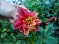 CIMG1055.webp