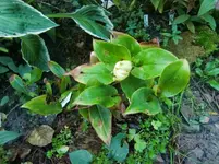 CIMG1027.webp