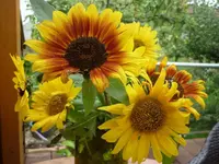P1020121.webp