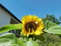 CIMG9145.webp