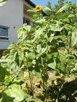 CIMG9144.webp