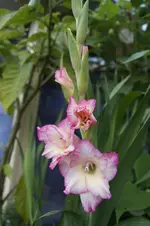 _DSC3352.webp