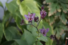 _DSC3365.webp