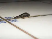 Nacktschnecke.webp