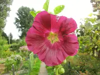 CIMG5600.webp