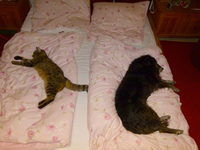 hund und katz im bett.webp