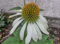 P1080644.webp