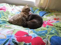 Liebespaar v (10).webp