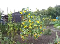 Sonnenblume.webp