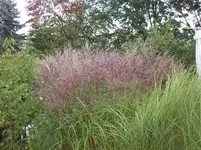 Gras.webp
