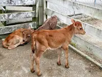Copy of IMG_4382v.webp