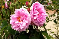 2013_0916Sommer0048 portlandrose comte de chambort.webp