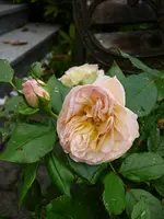 P1100700.webp