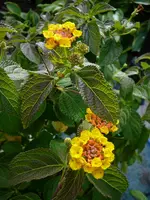 P1100710.webp
