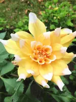 image.webp
