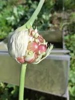 CIMG0731.webp