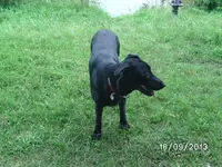 Anka (3).webp