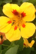 Kapu.webp