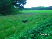 Anka (7).webp