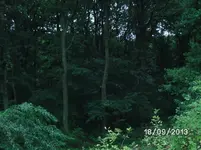 Wald.webp