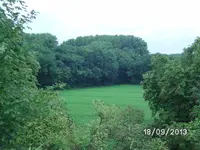 Wald (2).webp