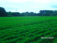 Möhren (2).webp