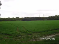 Möhren (3).webp