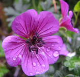 geranium pink penny.webp