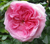 flower circus sept.webp