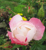 occi di fata sept_.webp