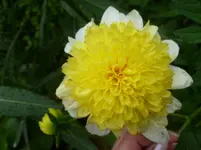 P1090841.webp