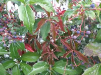 SAM_1650.webp