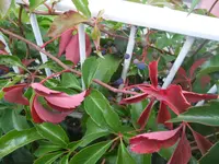 SAM_1651.webp