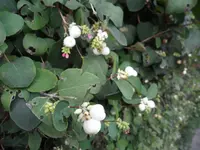 SAM_1646.webp