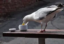moewe2.webp