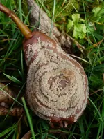 Herbst1.webp