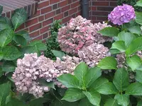071.webp