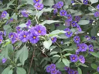 009.webp