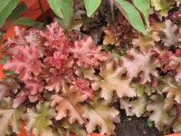 040.webp
