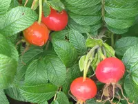 118.webp