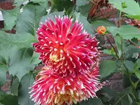 003.webp