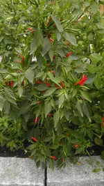 IMAG0253.webp IMAG0253.webp