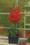 knallrote Bougainville_600.JPG